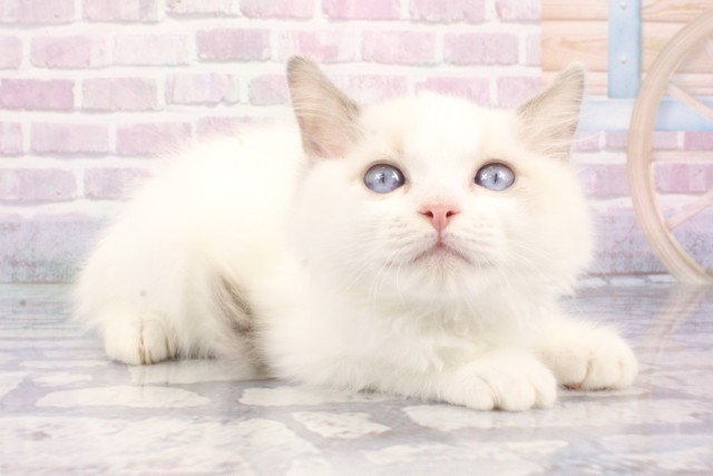 大阪府のラグドール (Coo&RIKU茶屋町店/2025年7月20日生まれ/男の子/ブルーポイントバイカラー)の子猫の2枚目の画像