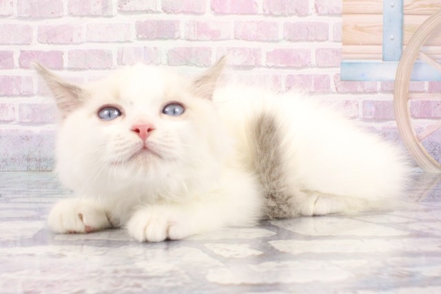 大阪府のラグドール (Coo&RIKU茶屋町店/2025年7月20日生まれ/男の子/ブルーポイントバイカラー)の子猫の3枚目の画像