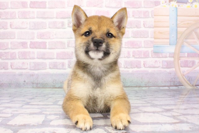 京都府の豆柴 (Coo&RIKU京都河原町店/2025年7月20日生まれ/女の子/赤)の子犬の1枚目の画像