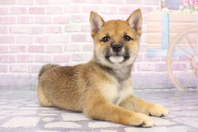 京都府の豆柴 (Coo&RIKU京都河原町店/2025年7月20日生まれ/女の子/赤)の子犬の2枚目の画像