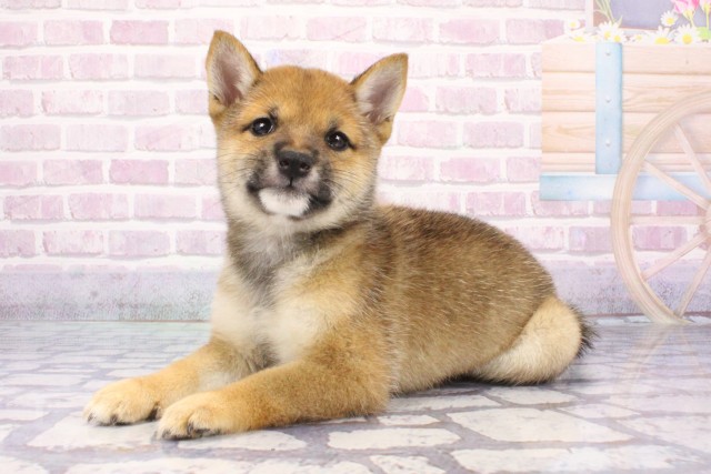 京都府の豆柴 (Coo&RIKU京都河原町店/2025年7月20日生まれ/女の子/赤)の子犬の3枚目の画像