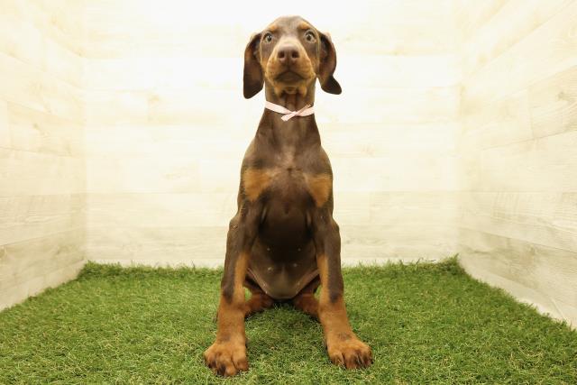 神奈川県のドーベルマン (Coo&RIKU小田原店/2025年7月22日生まれ/女の子/チョコレートタン)の子犬