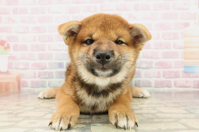千葉県の柴犬(標準サイズ) (Coo&RIKUフレスポ稲毛店/2025年7月22日生まれ/男の子/赤)の子犬