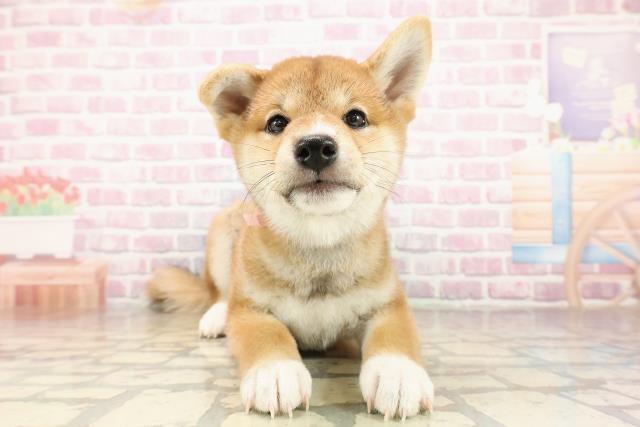 千葉県の柴犬(標準サイズ) (Coo&RIKU若葉都賀店/2025年7月22日生まれ/女の子/赤)の子犬