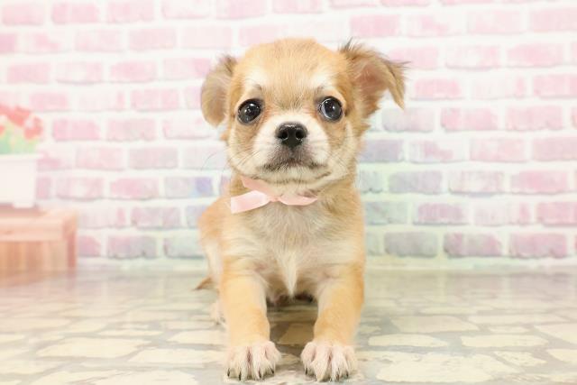 栃木県のチワワ(スムース) (Coo&RIKU小山店/2025年7月21日生まれ/男の子/レッド)の子犬の1枚目の画像