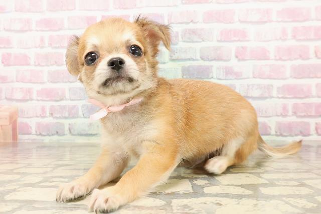 栃木県のチワワ(スムース) (Coo&RIKU小山店/2025年7月21日生まれ/男の子/レッド)の子犬の2枚目の画像