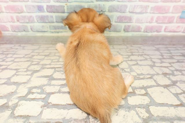 栃木県のチワワ(スムース) (Coo&RIKU小山店/2025年7月21日生まれ/男の子/レッド)の子犬の4枚目の画像