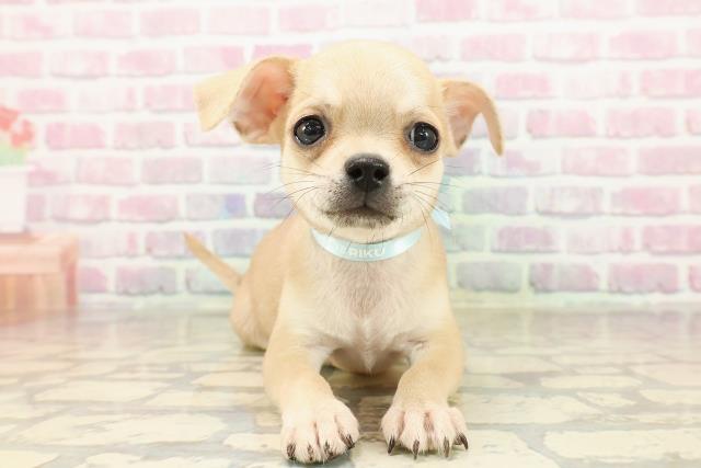 埼玉県のチワワ(スムース) (Coo&RIKU大宮店/2025年7月21日生まれ/男の子/フォーン)の子犬