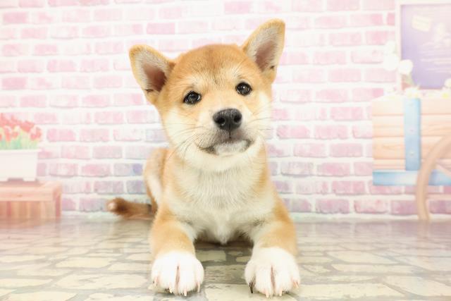 埼玉県の柴犬(標準サイズ) (Coo&RIKUヤオコー幸手店/2025年7月23日生まれ/男の子/赤)の子犬