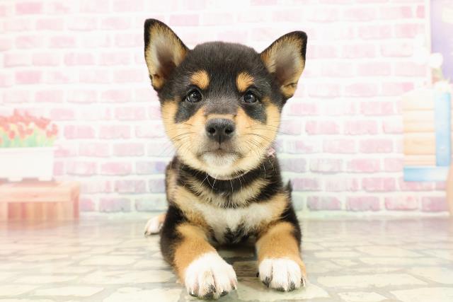 北海道の柴犬(標準サイズ) (Coo&RIKU函館店/2025年7月23日生まれ/女の子/黒)の子犬の1枚目の画像