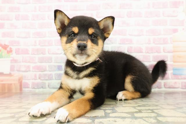 北海道の柴犬(標準サイズ) (Coo&RIKU函館店/2025年7月23日生まれ/女の子/黒)の子犬の2枚目の画像