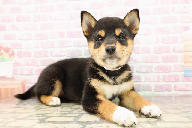 北海道の柴犬(標準サイズ) (Coo&RIKU函館店/2025年7月23日生まれ/女の子/黒)の子犬の3枚目の画像