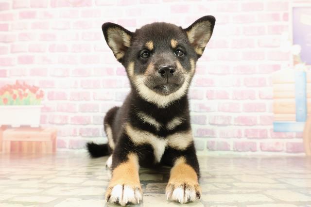 神奈川県の柴犬(標準サイズ) (Coo&RIKU横浜青葉店/2025年7月23日生まれ/女の子/黒)の子犬