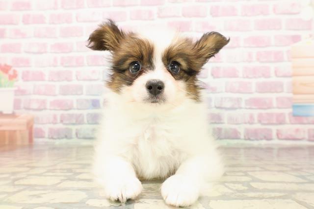 新潟県のパピヨン (Coo&RIKUイオンモール新発田店/2025年7月24日生まれ/男の子/トライカラー)の子犬の1枚目の画像