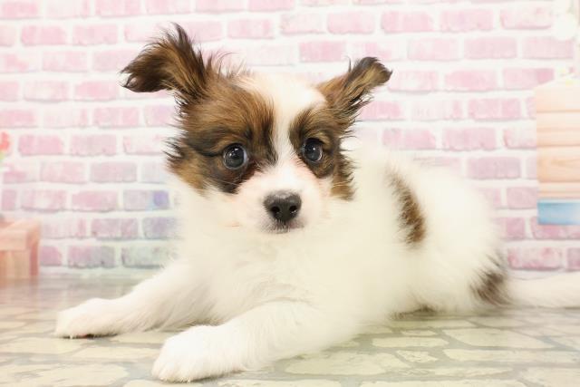 新潟県のパピヨン (Coo&RIKUイオンモール新発田店/2025年7月24日生まれ/男の子/トライカラー)の子犬の2枚目の画像
