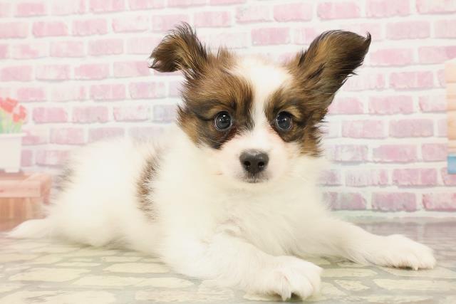 新潟県のパピヨン (Coo&RIKUイオンモール新発田店/2025年7月24日生まれ/男の子/トライカラー)の子犬の3枚目の画像