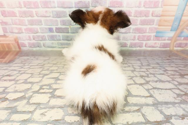 新潟県のパピヨン (Coo&RIKUイオンモール新発田店/2025年7月24日生まれ/男の子/トライカラー)の子犬の4枚目の画像