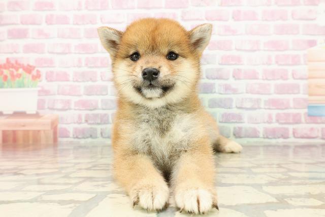 広島県の柴犬(標準サイズ) (Coo&RIKUゆめタウン大竹店/2025年7月25日生まれ/女の子/赤)の子犬の1枚目の画像