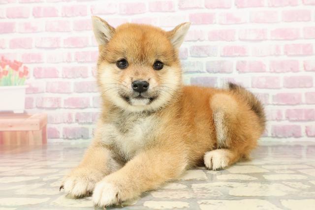 広島県の柴犬(標準サイズ) (Coo&RIKUゆめタウン大竹店/2025年7月25日生まれ/女の子/赤)の子犬の2枚目の画像