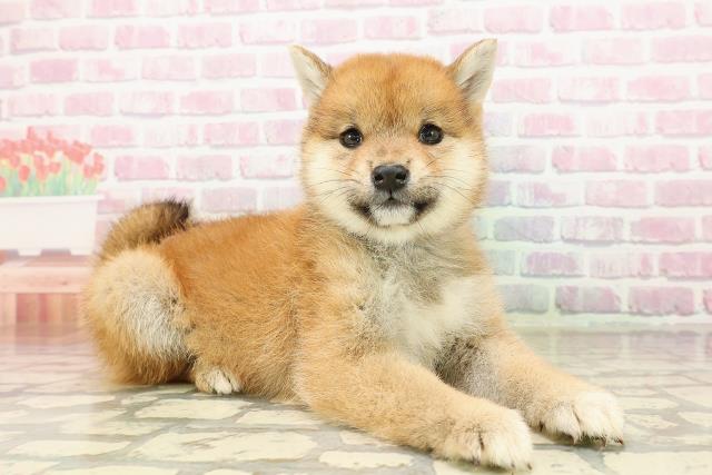 広島県の柴犬(標準サイズ) (Coo&RIKUゆめタウン大竹店/2025年7月25日生まれ/女の子/赤)の子犬の3枚目の画像