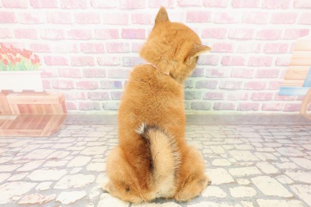 広島県の柴犬(標準サイズ) (Coo&RIKUゆめタウン大竹店/2025年7月25日生まれ/女の子/赤)の子犬の4枚目の画像
