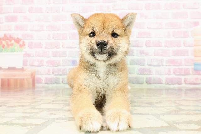 愛媛県の柴犬(標準サイズ) (Coo&RIKU愛媛松山店/2025年7月25日生まれ/女の子/赤)の子犬の1枚目の画像