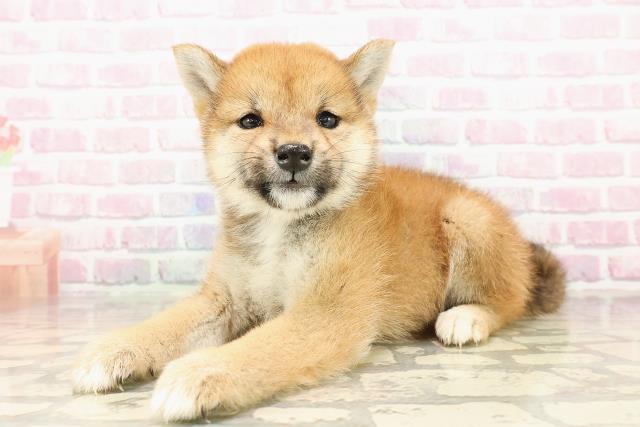 愛媛県の柴犬(標準サイズ) (Coo&RIKU愛媛松山店/2025年7月25日生まれ/女の子/赤)の子犬の2枚目の画像