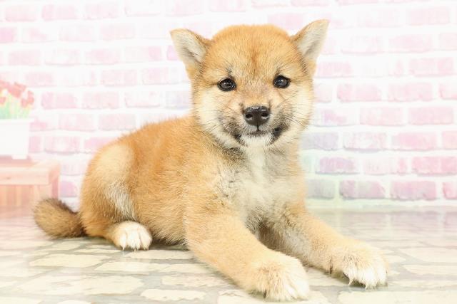 愛媛県の柴犬(標準サイズ) (Coo&RIKU愛媛松山店/2025年7月25日生まれ/女の子/赤)の子犬の3枚目の画像