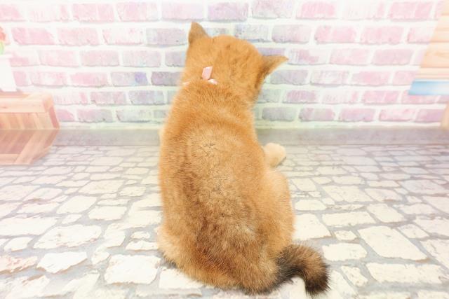 愛媛県の柴犬(標準サイズ) (Coo&RIKU愛媛松山店/2025年7月25日生まれ/女の子/赤)の子犬の4枚目の画像