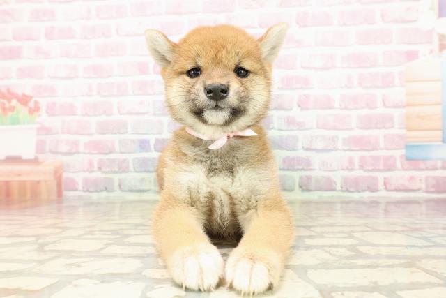 神奈川県の柴犬(標準サイズ) (Coo&RIKU相模原店/2025年7月25日生まれ/女の子/赤)の子犬