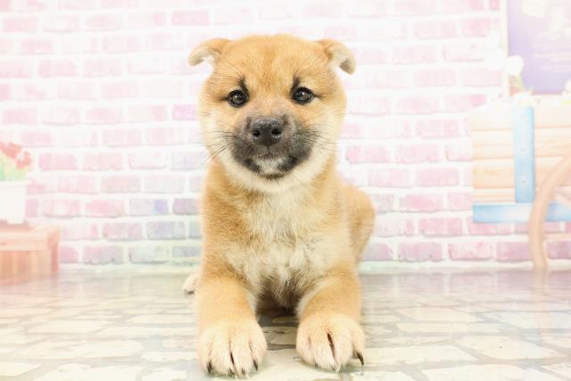 神奈川県の柴犬(標準サイズ) (Coo&RIKU横浜旭店/2025年7月25日生まれ/女の子/赤)の子犬