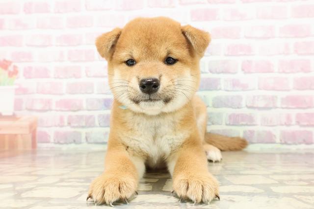 山口県の柴犬(標準サイズ) (Coo&RIKUサンパークあじす店/2025年7月26日生まれ/男の子/赤)の子犬の1枚目の画像