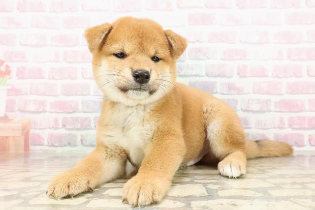 山口県の柴犬(標準サイズ) (Coo&RIKUサンパークあじす店/2025年7月26日生まれ/男の子/赤)の子犬の2枚目の画像