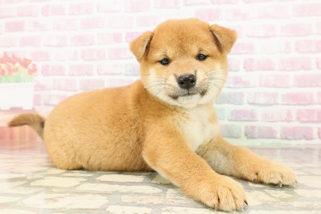 山口県の柴犬(標準サイズ) (Coo&RIKUサンパークあじす店/2025年7月26日生まれ/男の子/赤)の子犬の3枚目の画像