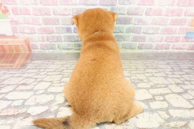 山口県の柴犬(標準サイズ) (Coo&RIKUサンパークあじす店/2025年7月26日生まれ/男の子/赤)の子犬の4枚目の画像