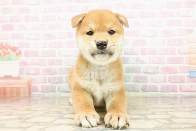 北海道の柴犬(標準サイズ) (Coo&RIKU函館店/2025年7月26日生まれ/男の子/赤)の子犬の1枚目の画像