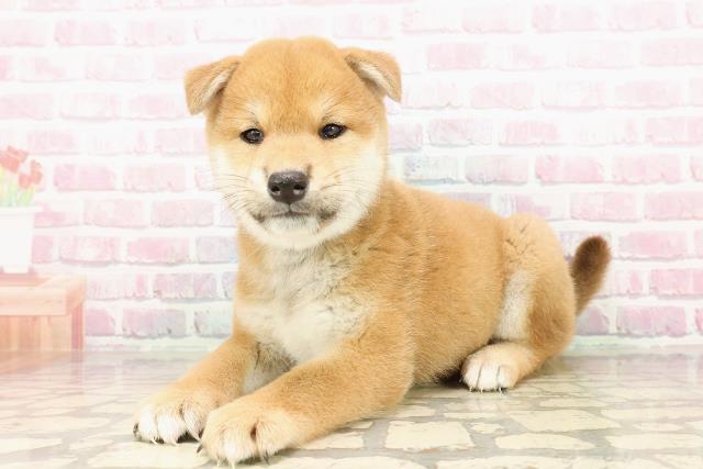 北海道の柴犬(標準サイズ) (Coo&RIKU函館店/2025年7月26日生まれ/男の子/赤)の子犬の2枚目の画像