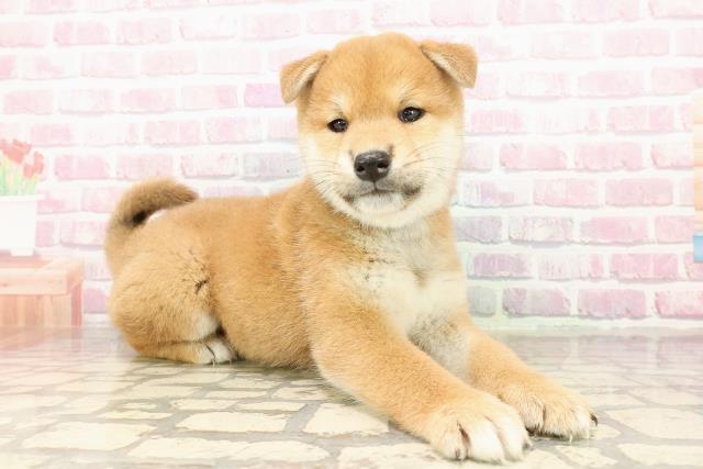 北海道の柴犬(標準サイズ) (Coo&RIKU函館店/2025年7月26日生まれ/男の子/赤)の子犬の3枚目の画像