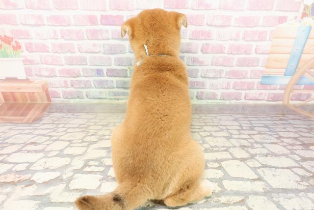 北海道の柴犬(標準サイズ) (Coo&RIKU函館店/2025年7月26日生まれ/男の子/赤)の子犬の4枚目の画像