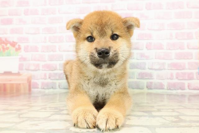北海道の柴犬(標準サイズ) (Coo&RIKU北見店/2025年7月26日生まれ/男の子/赤)の子犬の1枚目の画像
