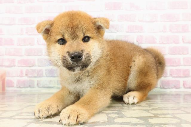 北海道の柴犬(標準サイズ) (Coo&RIKU北見店/2025年7月26日生まれ/男の子/赤)の子犬の2枚目の画像