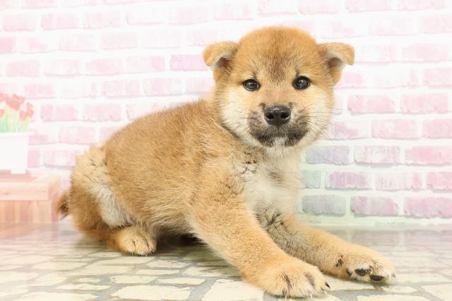 北海道の柴犬(標準サイズ) (Coo&RIKU北見店/2025年7月26日生まれ/男の子/赤)の子犬の3枚目の画像