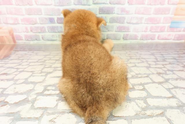 北海道の柴犬(標準サイズ) (Coo&RIKU北見店/2025年7月26日生まれ/男の子/赤)の子犬の4枚目の画像