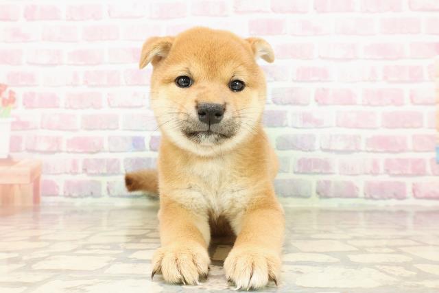 北海道の柴犬(標準サイズ) (Coo&RIKU岩見沢店/2025年7月26日生まれ/女の子/赤)の子犬の1枚目の画像