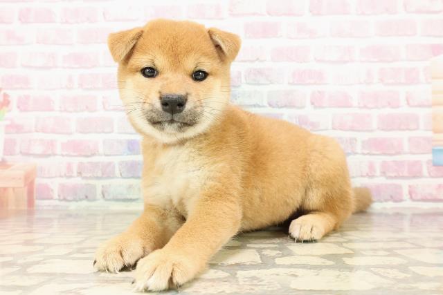 北海道の柴犬(標準サイズ) (Coo&RIKU岩見沢店/2025年7月26日生まれ/女の子/赤)の子犬の2枚目の画像