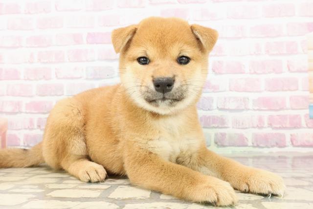 北海道の柴犬(標準サイズ) (Coo&RIKU岩見沢店/2025年7月26日生まれ/女の子/赤)の子犬の3枚目の画像