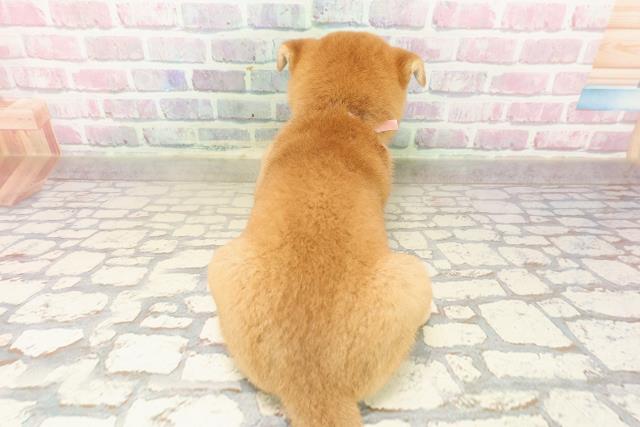 北海道の柴犬(標準サイズ) (Coo&RIKU岩見沢店/2025年7月26日生まれ/女の子/赤)の子犬の4枚目の画像