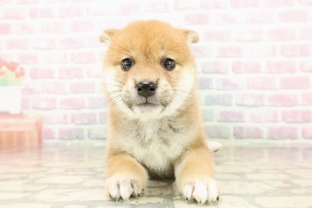 新潟県の柴犬(標準サイズ) (Coo&RIKUイオンモール新発田店/2025年7月28日生まれ/女の子/赤)の子犬の1枚目の画像