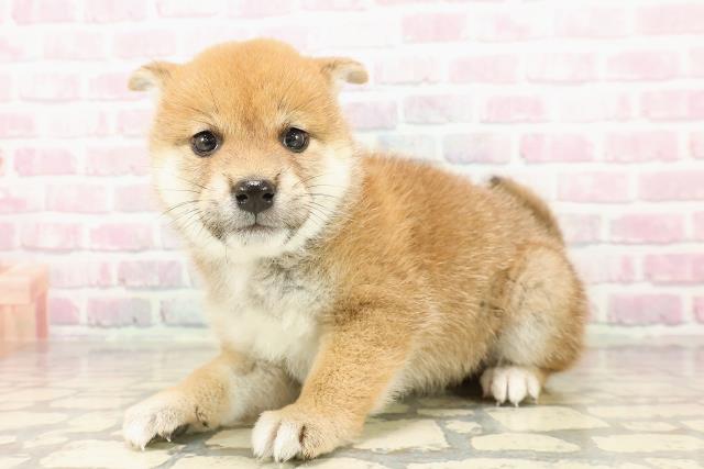新潟県の柴犬(標準サイズ) (Coo&RIKUイオンモール新発田店/2025年7月28日生まれ/女の子/赤)の子犬の2枚目の画像