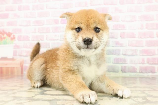 新潟県の柴犬(標準サイズ) (Coo&RIKUイオンモール新発田店/2025年7月28日生まれ/女の子/赤)の子犬の3枚目の画像